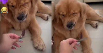 Video: Biểu cảm hài hước khó đỡ khi gâu đần không thích con gián