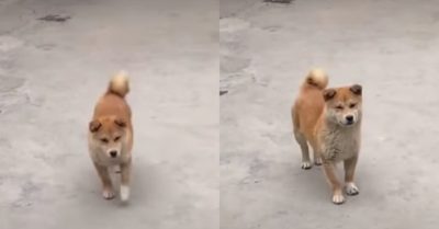 Video: Điệu nhảy siêu cute của chú cún khi gặp đúng bài tủ