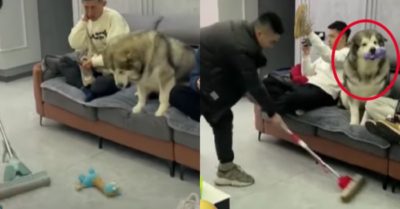 Video: Chú chó cưng tự giác cất đồ chơi để cậu chủ lau nhà