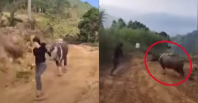 Video: Trâu nhảy chân sáo đùa giỡn với cô chủ
