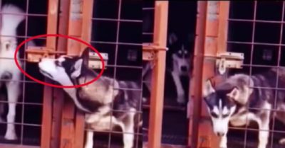 Video: Chú chó Husky tự mở chốt cửa chuồng tẩu thoát ra ngoài