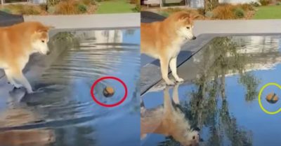 Video: Chú chó bất lực nhìn theo khi không lấy được trái bóng dưới nước