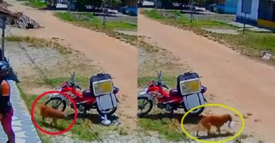 Video: Shipper ngơ ngác vì chú chó lấy mất đồ mà không hề hay biết