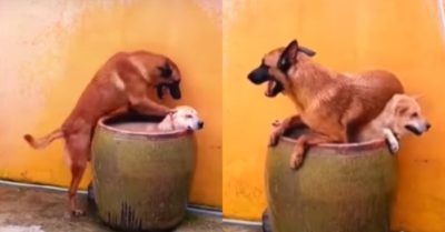 Video: Chú chó ‘lấy thịt đè người’ để giành chỗ tắm