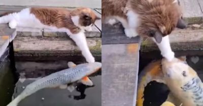 Video: Chú mèo con cưng nựng cá trong bể