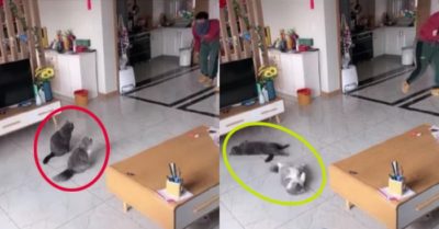 Video: Khi hai võ sĩ mèo trông nhà gặp trộm và cái kết khó đỡ
