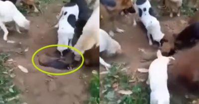 Video: Những chú chó dùng mõm chôn cất người bạn bốn chân gây xúc động