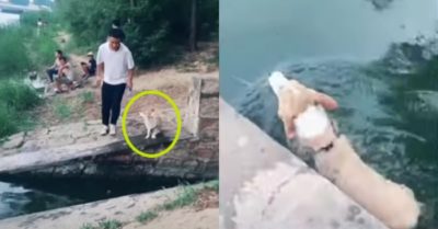 Video: Bắt chước chủ nhảy xa, chú chó rơi tõm xuống nước