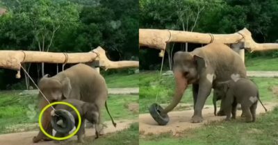 Video: Voi mẹ giải cứu voi con bị kẹt chân trong lốp xe