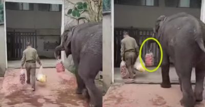 Video: Chú voi to lớn phụ giúp xách đồ cho chủ nhân