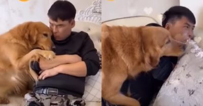 Video: Chú chó gâu đần nũng nịu làm hòa với anh chủ