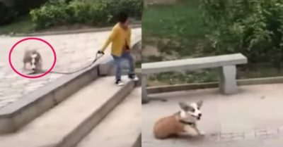 Video: Chú cún nhiệt tình chạy theo vì sợ lạc mất cô chủ nhỏ