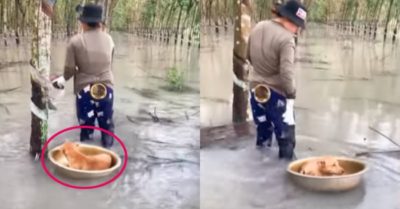 Video: Chú chó theo sen đi mần khiến người xem thích thú