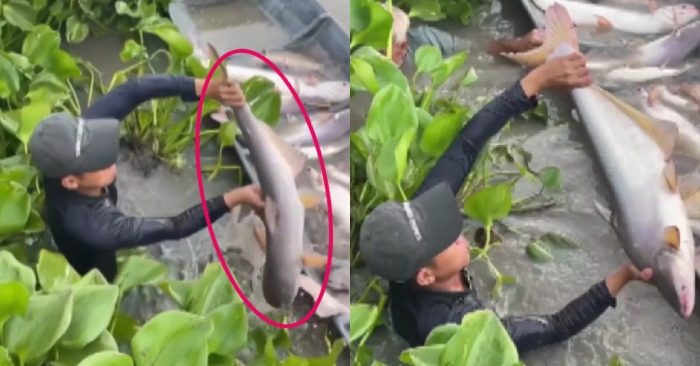 Video: Ngư dân tay không bắt cá khủng dưới đám lục bình