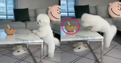 Video: Chó cưng bất lực vì muốn ăn vụng nhưng chân quá ngắn