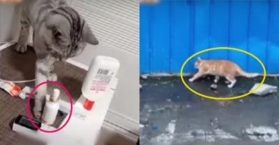 Video: Những chú mèo ưa sạch sẽ gọn gàng