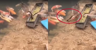 Video: Chú ngỗng lấy đồ ăn chia sẻ cho đàn cá