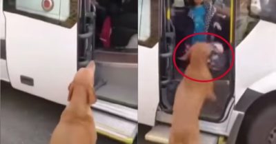 Video: Chú chó ra tận xe đón cô chủ nhỏ đi học về gây sốt MXH