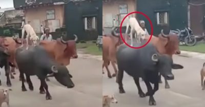 Video: Chó cưỡi trâu lững thững đi trên đường phố