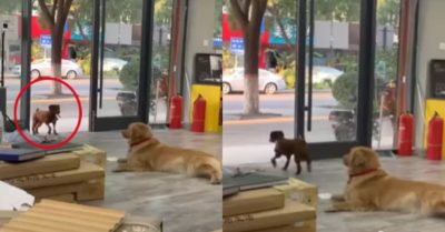 Video: Gâu đần không thoát được cám dỗ trước màn rủ đi chơi của cún hàng xóm