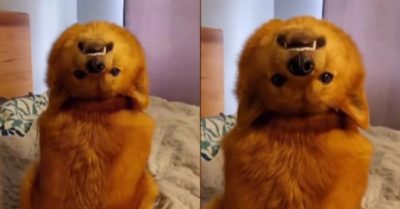 Video: Chú chó thể hiện khả năng diễn xiếc khiến người xem thích thú