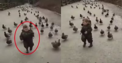 Video: Đàn vịt lạch bạch chạy theo cậu chủ dạo chơi ngoài đường