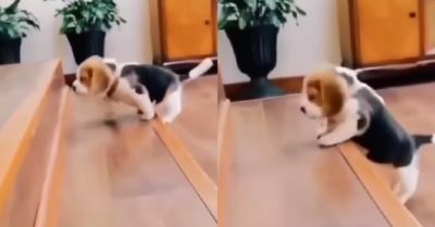 Video: Chú cún con siêu đáng yêu học cách leo cầu thang