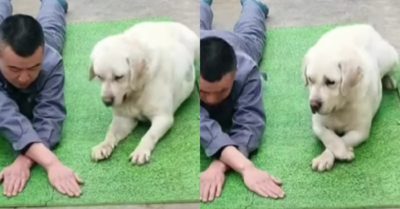 Video: Cưng xỉu trước màn bắt chước chủ siêu cute của chú chó