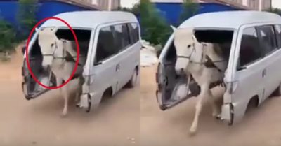 Video: Xe ngựa mang hình dáng ôtô BMW