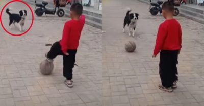 Video: Chú cún chơi đá bóng cùng cậu chủ nhỏ