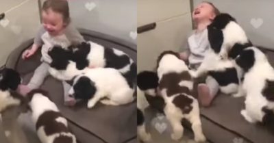 Video: Em bé cười ‘như được mùa’ khi chơi đùa cùng đàn cún cưng