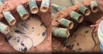Video: Nam thanh niên trúng đậm nhờ bẫy cá bằng ống tre