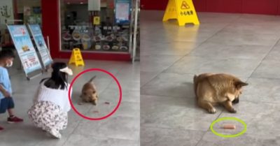 Video: Chú chó giận sen giận luôn cả cây xúc xích