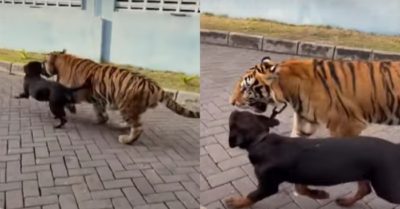 Video: Chó và hổ cùng dắt nhau đi dạo