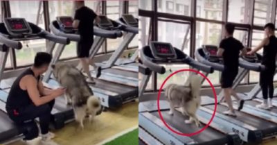 Video: Chó cưng đòi chạy bộ bằng máy chạy giống chủ