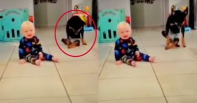 Video: Chú chó bắt chước em bé ngồi lết trên sàn nhà
