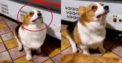 Video: Chú chó Corgi ấm ức khóc sau khi bị sen mắng