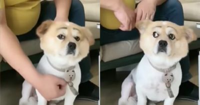 Video: Vẻ mặt bất lực của chú cún sau khi được sen vẽ chân mày