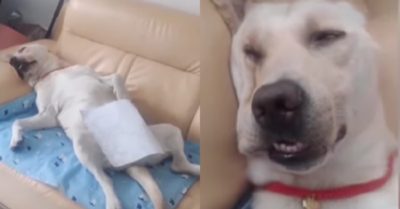 Video: “Con sen” bất ngờ bởi tư thế ngủ khó đỡ của chó cưng