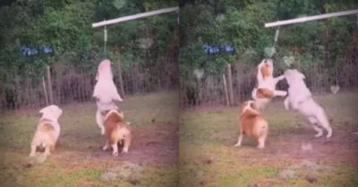 Video: Ba chú chó nghịch ngợm chơi đu dây và cái kết khó đỡ