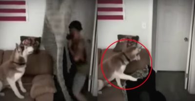 Video: Chú chó ngơ ngác vì không rõ sen biến đâu mất
