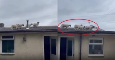 Video: Đàn cừu ‘đi dạo’ trên nóc nhà