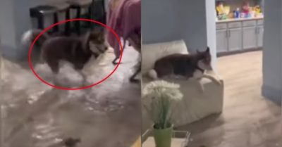 Video: Chú chó vui như bắt được mồi khi nước ngập vào nhà