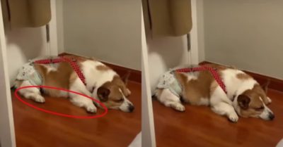 Video: Chú chó dù ngủ say nhưng chân vẫn nhún nhảy theo nhạc