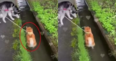 Video: Chú chó đi theo mương nước vừa được dạo chơi lại được tắm mát