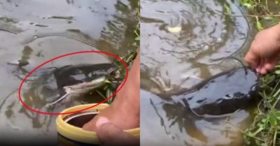 Video: Cá trê khủng quấn quýt bên chủ khi ăn