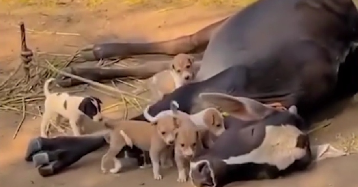 Video: Đàn cún con quấn quýt bên mẹ bò