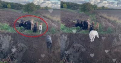 Video: Bầy chó cưng ngồi răm rắp nghe chủ gọi tên điểm danh
