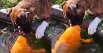 Video: Chú chó và cá vàng chơi đùa vui vẻ cùng nhau