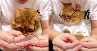 Video: Chú mèo bất lực trước màn xỏ kim vụng về của anh chủ